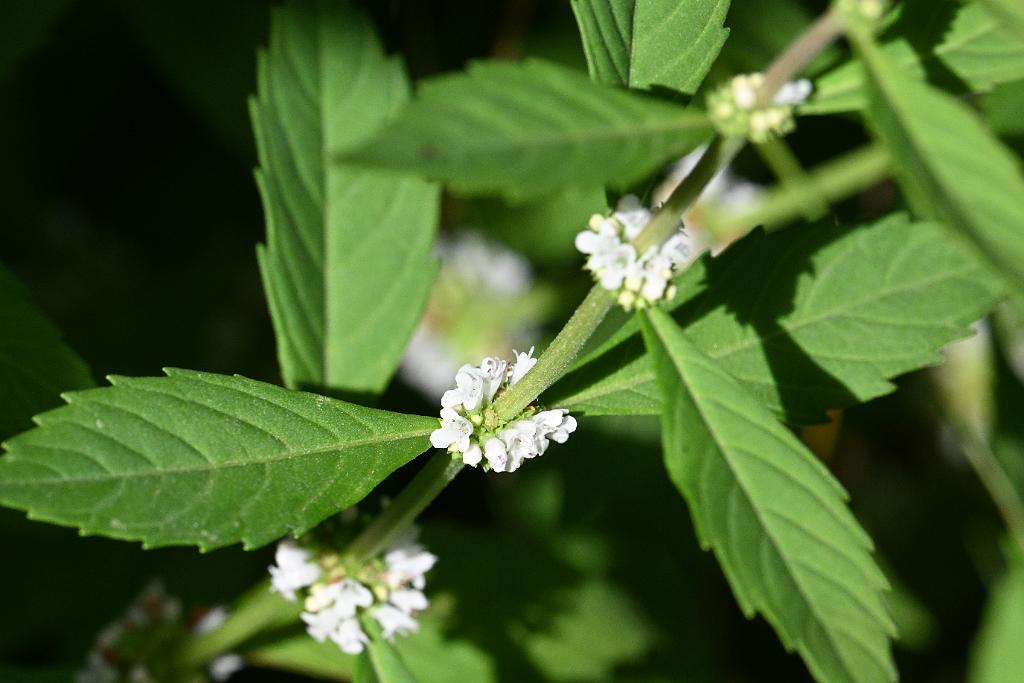 2025-08190147 Tower Hill Botanic Garden, MA.JPG - American Bugleweed (Lycopus americanus). New England Botanic Garden at Tower Hill, MA, 8-19-2025